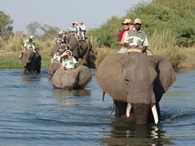 olifanten excursie vic falls