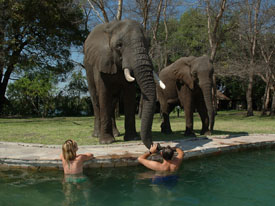 zwembad vic falls olifant