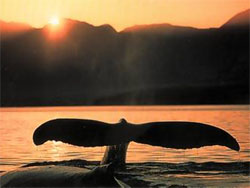 walvissen hermanus zuid afrika