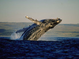 zuid afrika walvis