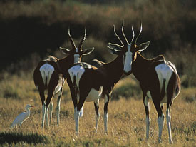 reis luxe Cederberg Zuid Afrika