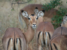 luxe lodge reis zuid afrika