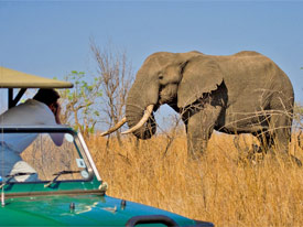 kruger sabi sands safari