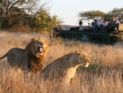 safari big 5 kwazulu natal zuid afrika