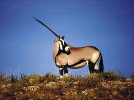 gemsbok